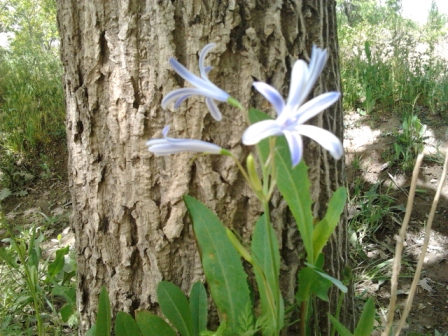 Ixiolirion tataricum